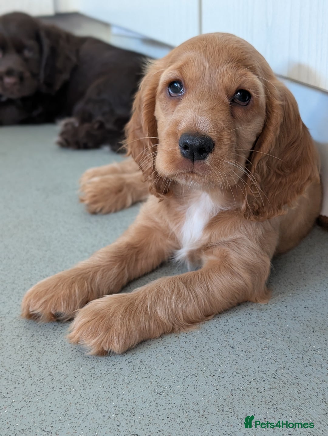 Cocker Spaniel dogs for sale: KC Registered Cocker Spaniel Puppies in Canterbury - Image 11