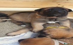 Mixed Breed dogs for sale: Bruno Mixed Bread Dog - Advert 3