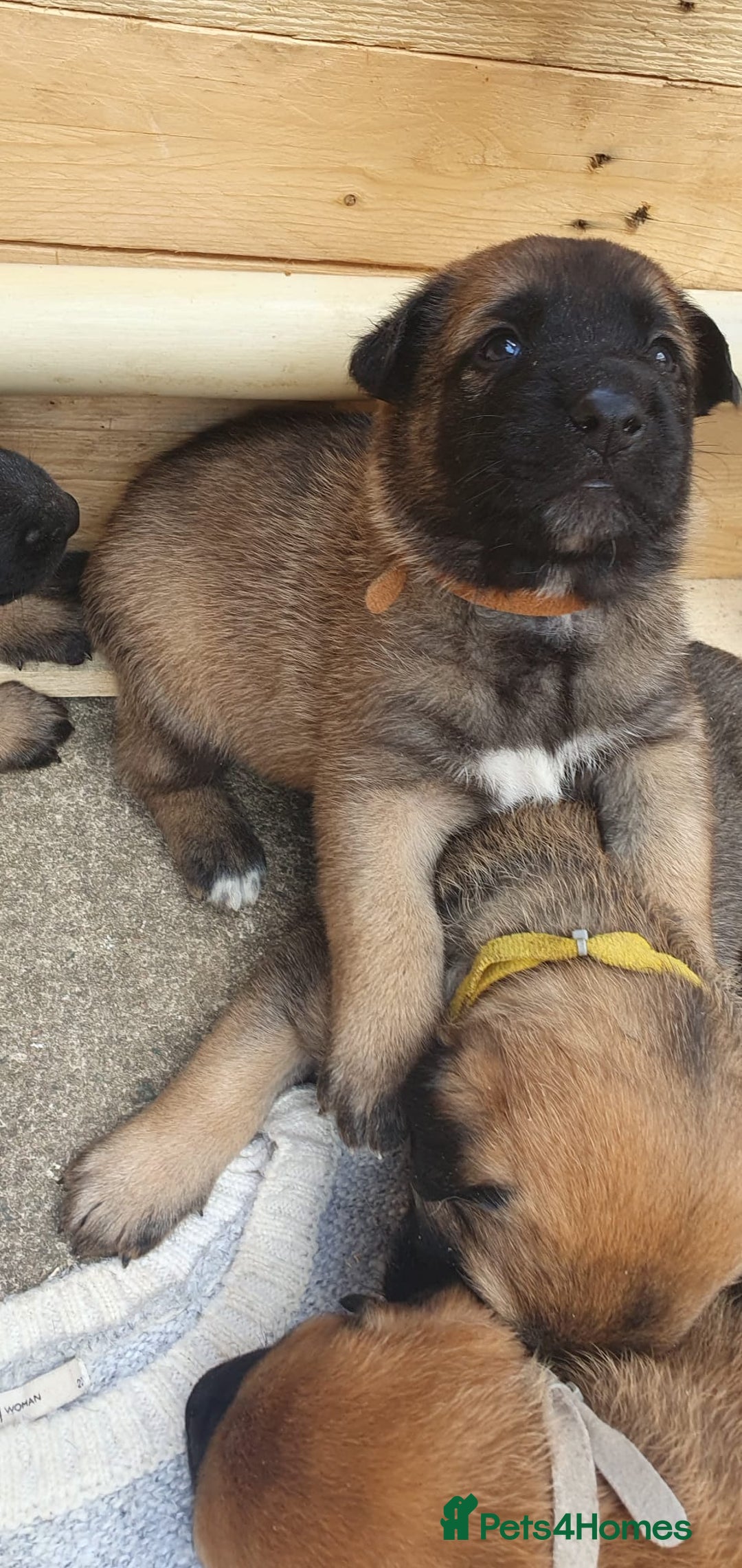 Mixed Breed dogs for sale: Bruno Mixed Bread Dog - Advert 3