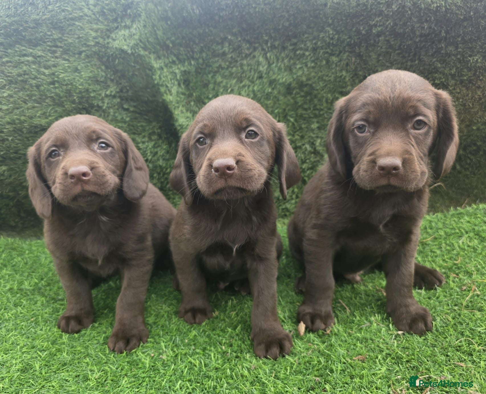 Cockerdor dogs Ready now chocolate cockerdors dna clear - Advert 2
