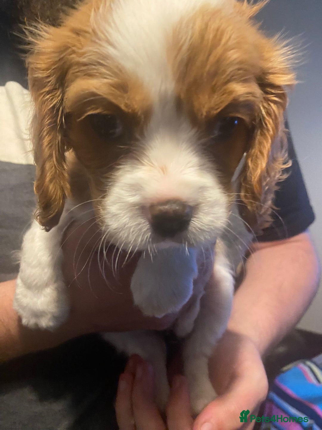 Cavalier King Charles Spaniel dogs for sale: Cavalier King Charles Spaniel Puppies - Image 12