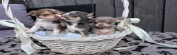 Chihuahua dogs for sale: 🐶Tiny exquisite RARE blue, Lilac & Chocolate Tri  - Advert 28