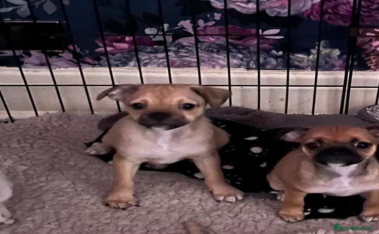 Mixed Breed dogs - Advert 3