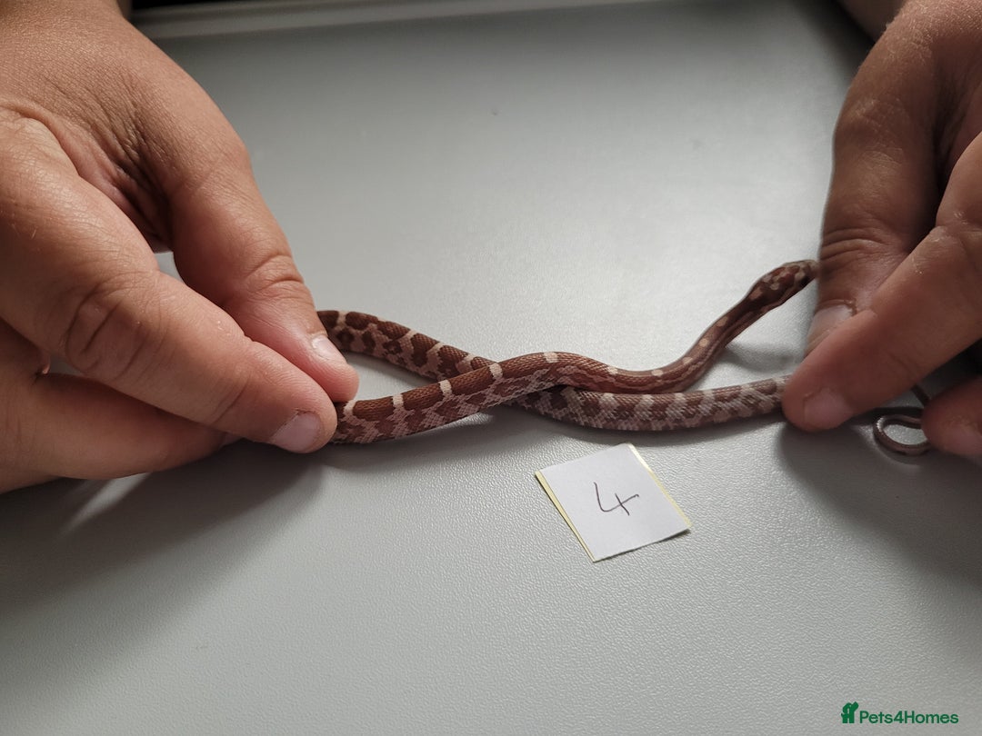 Corn Snake reptiles for sale: 6 week old baby corn snakes - Image 22