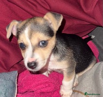 Jack Russell dogs Miniature jack Russell - Advert 1