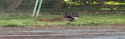 Mixed Breed dogs for sale: Trained security Belgiun Malinois  in Leeds - Advert 2
