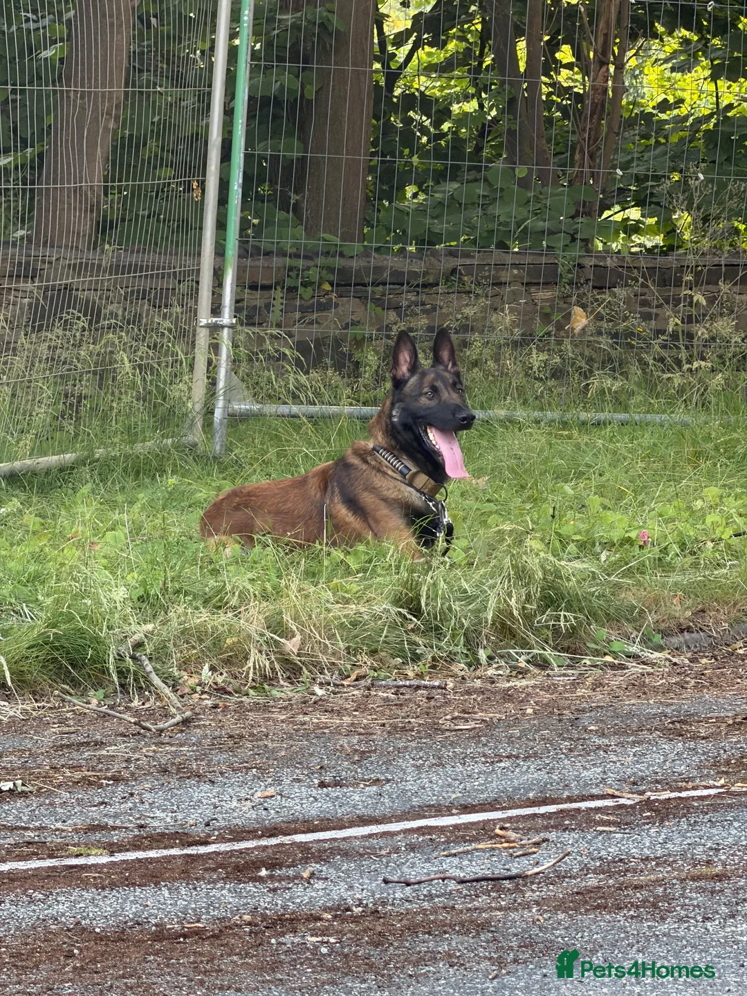 Mixed Breed dogs for sale: Trained security Belgiun Malinois  in Leeds - Advert 2