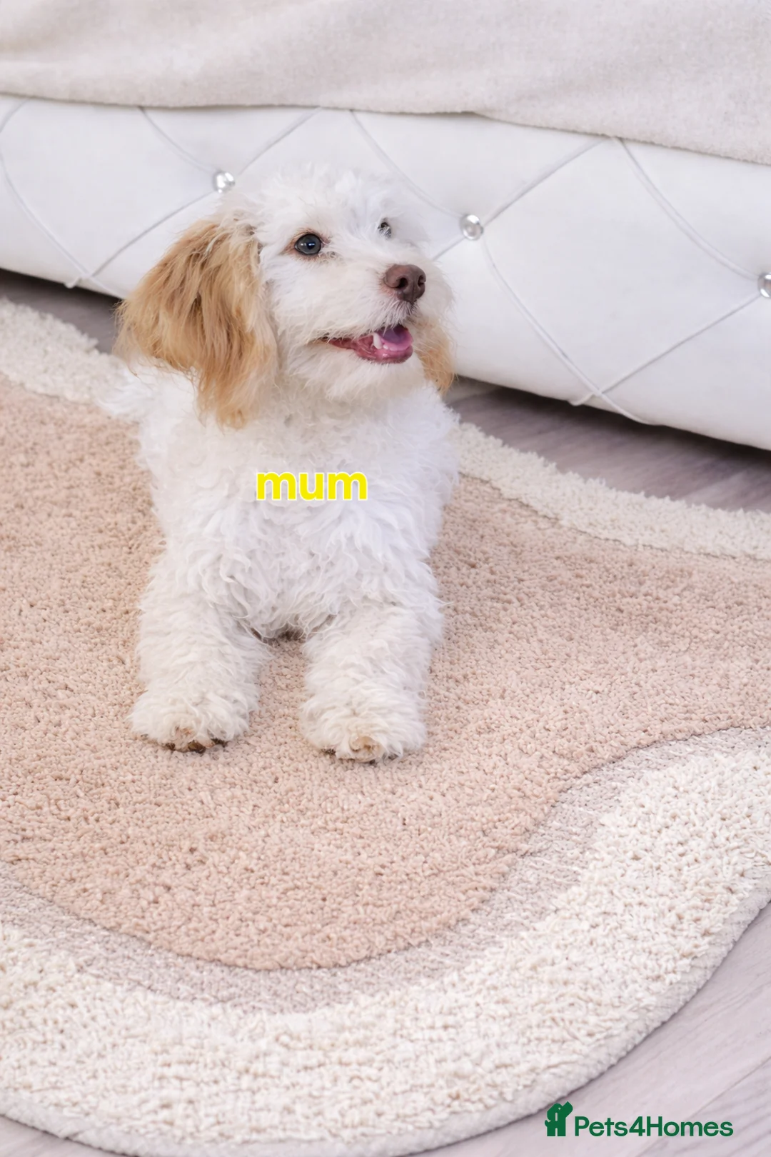 Cockapoo dogs for sale: 🐶 Adorable F1 Cockapoo Puppies for Sale! 🐶 - Advert 2