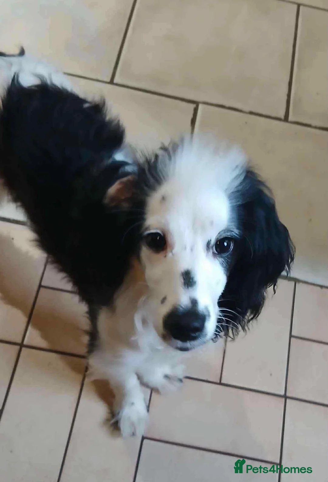 Cockapoo dogs for sale: Female Cockapoo 9 months old - Advert 1