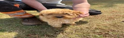 Cockapoo dogs for sale: Cockapoo  in Aberdeen - Advert 1
