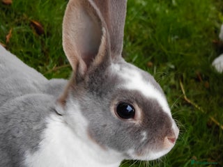 Rex rabbits Mini Rex Does - Advert 7