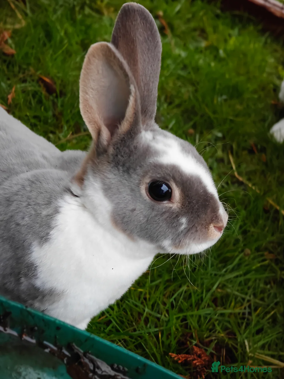 Rex rabbits for sale: Mini Rex Does - Advert 3