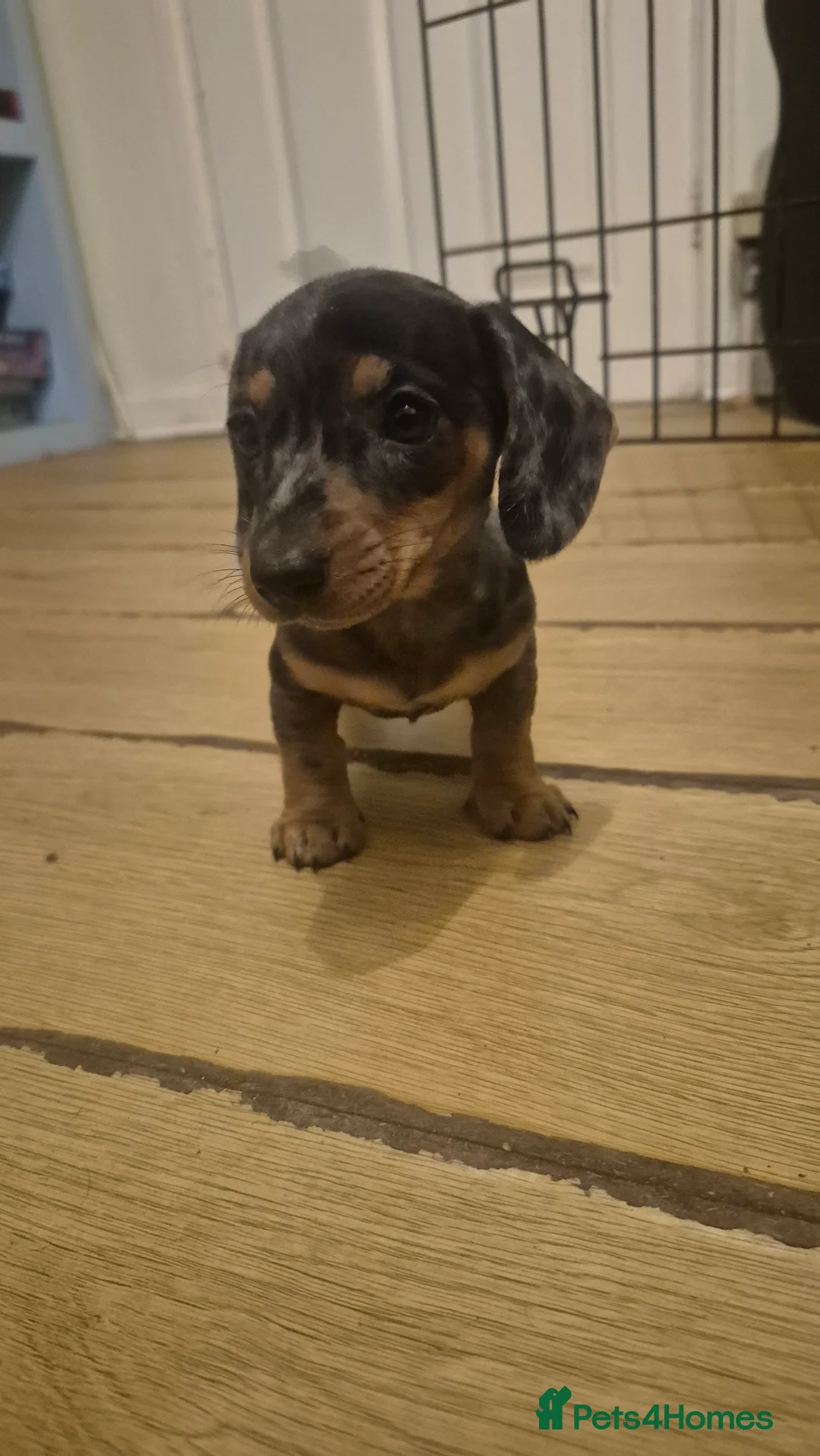 Miniature Dachshund dogs for sale: Silver dapple miniature dachshund puppy - Advert 5