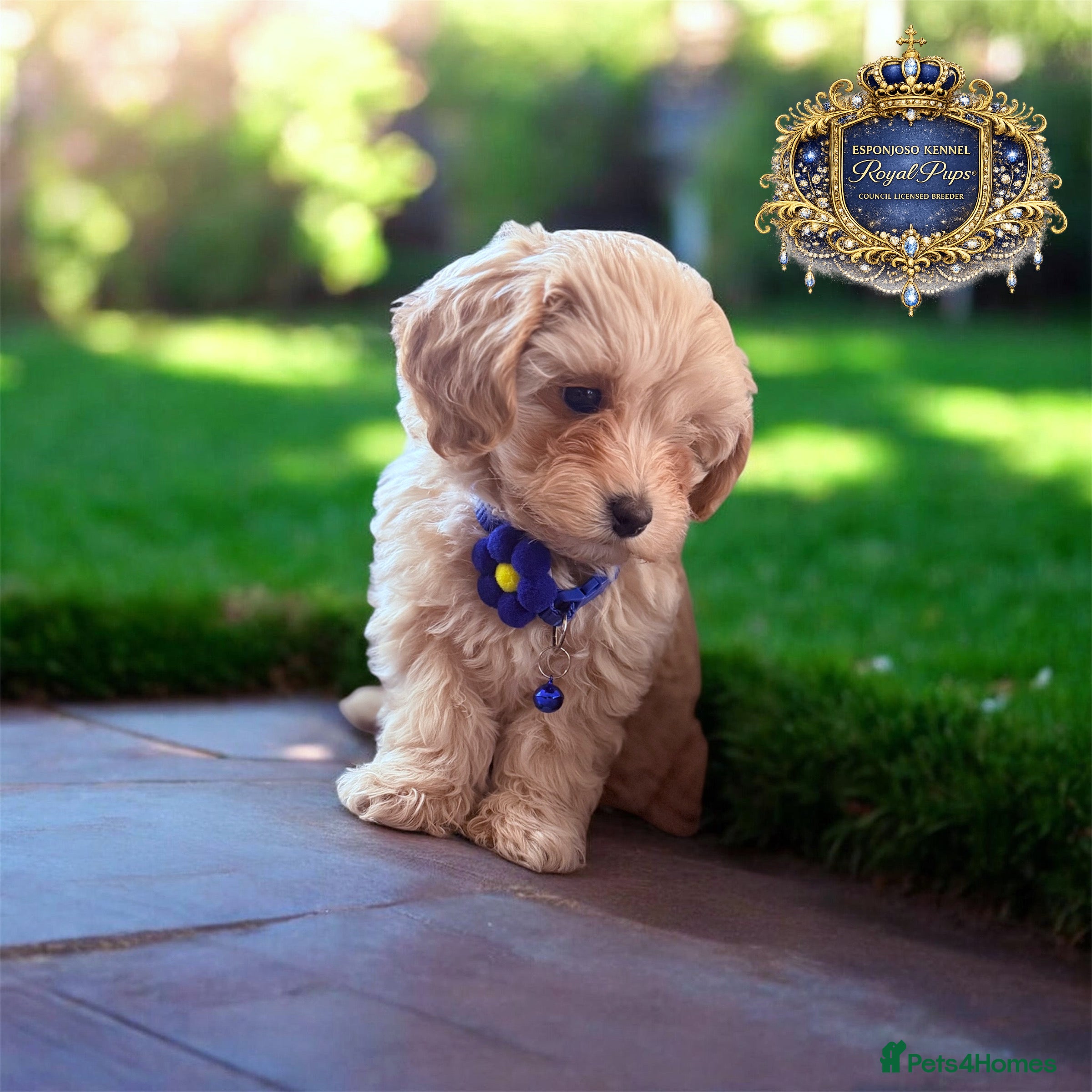 Maltipoo dogs ✨👑READY 🏡 One in a Million F1 Asian Maltipoo👑✨ - Advert 10