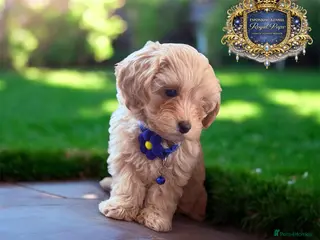 Maltipoo dogs ✨👑READY 🏡 One in a Million F1 Asian Maltipoo👑✨ - Advert 2