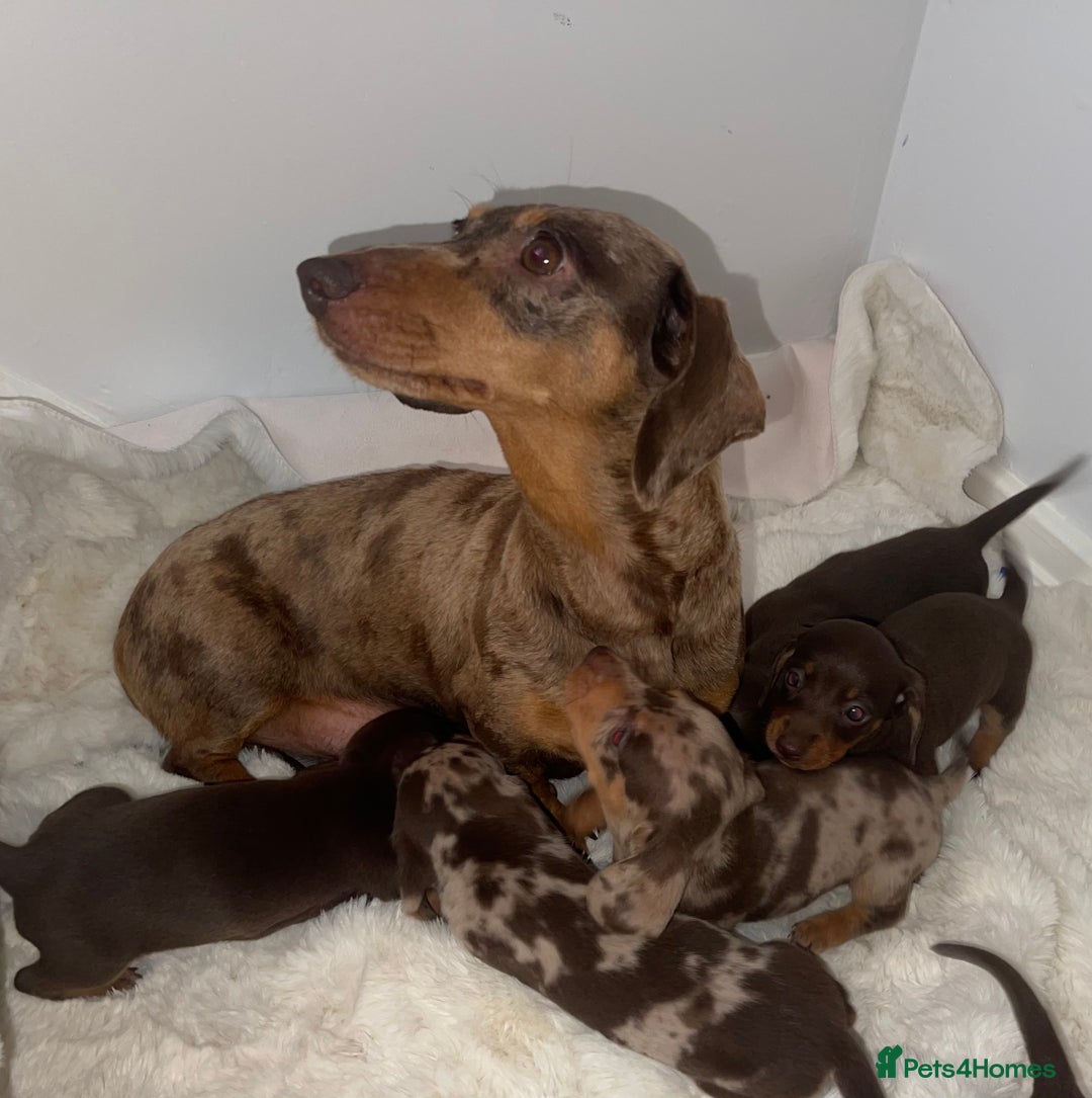 Miniature Dachshund dogs for sale: Miniature dachshund puppies - Image 11