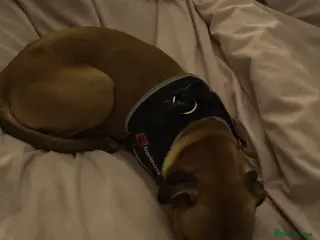 Mixed Breed dogs Bonnie - Advert 1