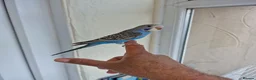 Budgerigars birds for sale: Super silly hand tamed baby budgies  - Advert 24