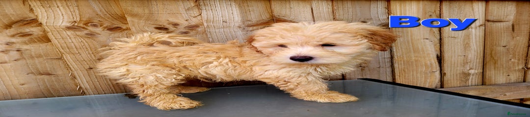 Maltipoo Puppy 2