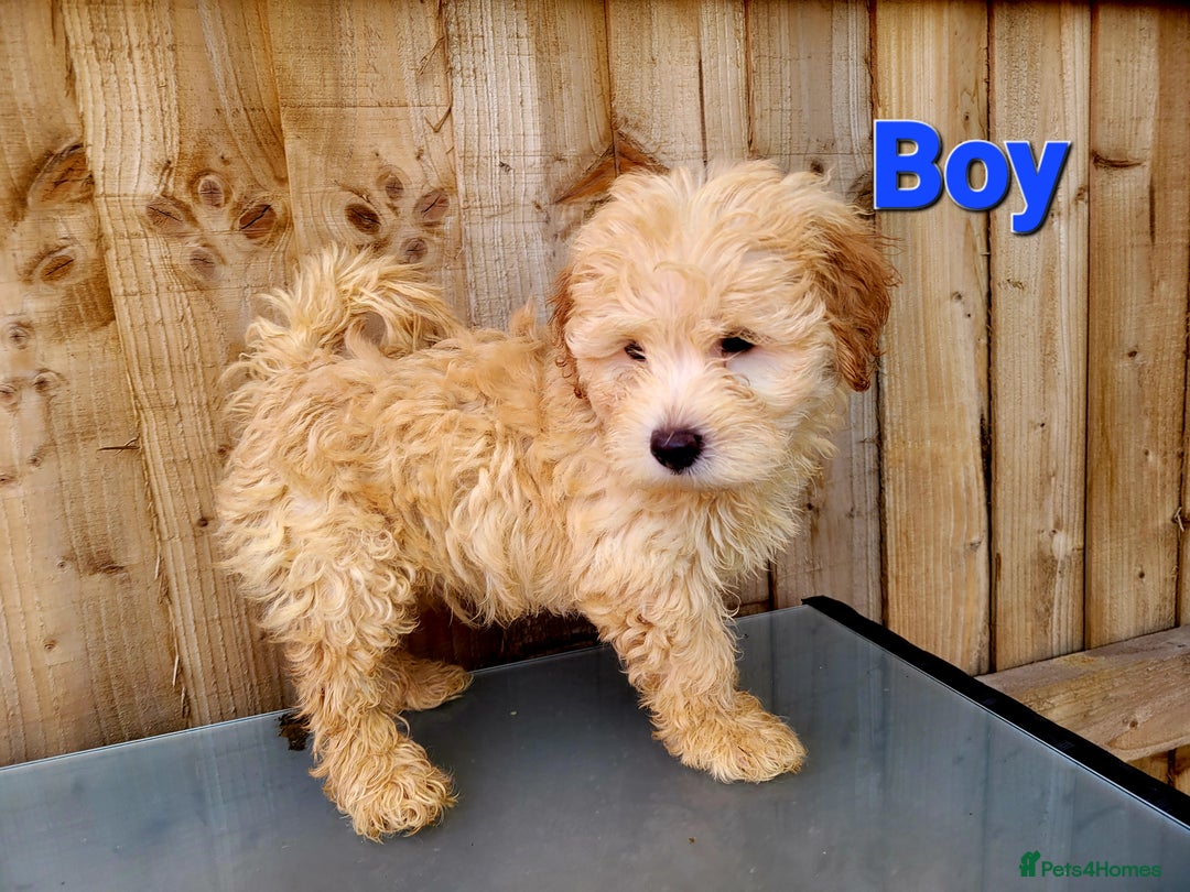 Maltipoo dogs for sale: Adorable Maltipoo Puppies for sale-ONE BOY LEFT - Image 13