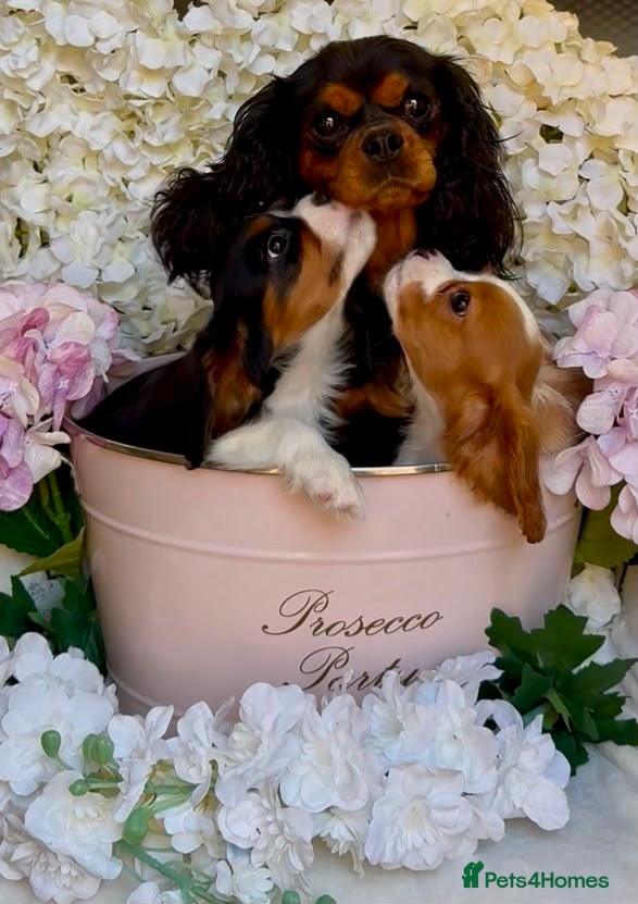 Cavalier King Charles Spaniel dogs Health tested parents vet checked/vaccinated - Advert 1