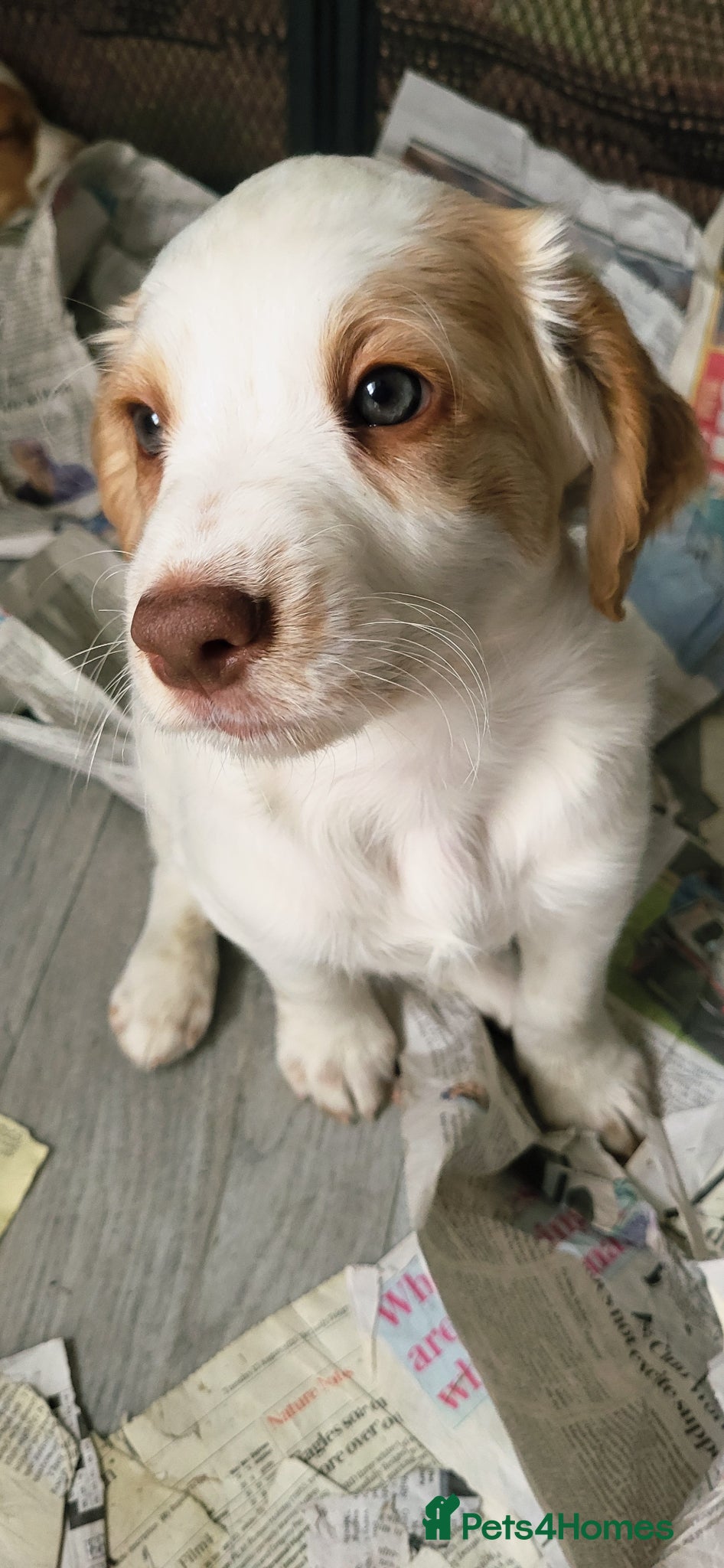Mixed Breed dogs Cocker x sprollie  - Advert 2