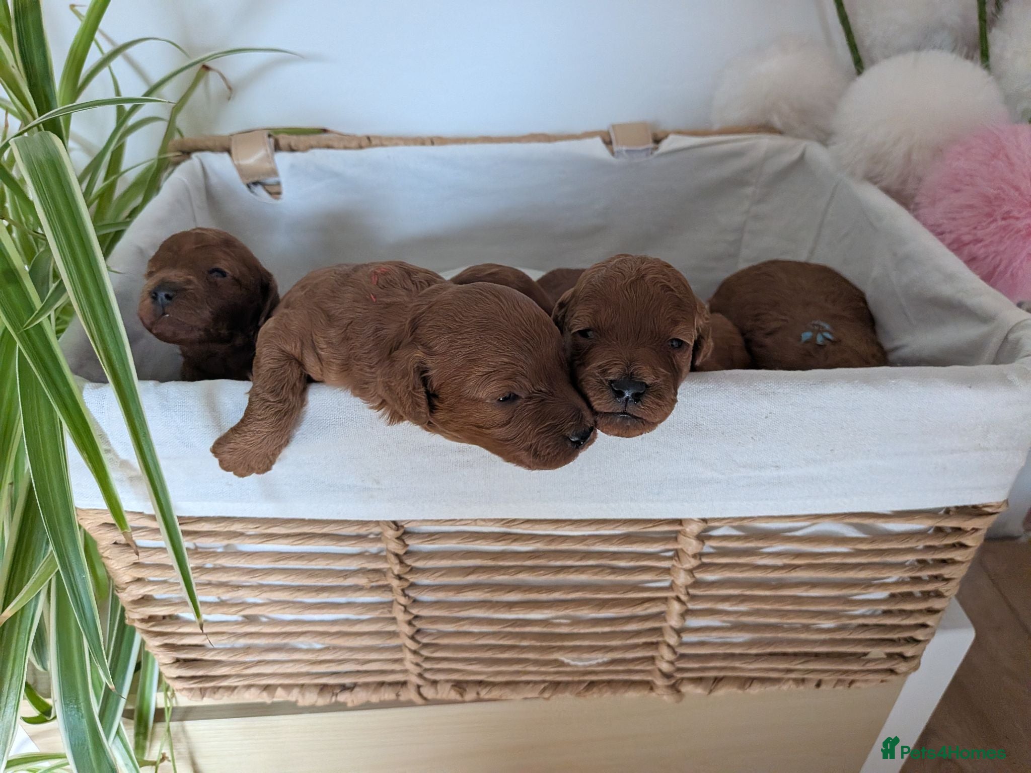 Miniature Poodle dogs EXCEPTIONAL DARK RED KC MINIATURE POODLE PUPPIES🐩 - Advert 1