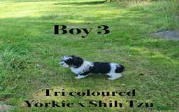 Shorkie dogs for sale: Shorkie pups ready now - Image 18
