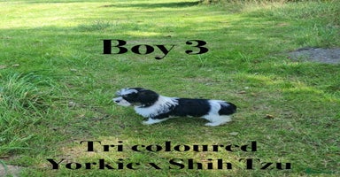 Shorkie dogs - Advert 9
