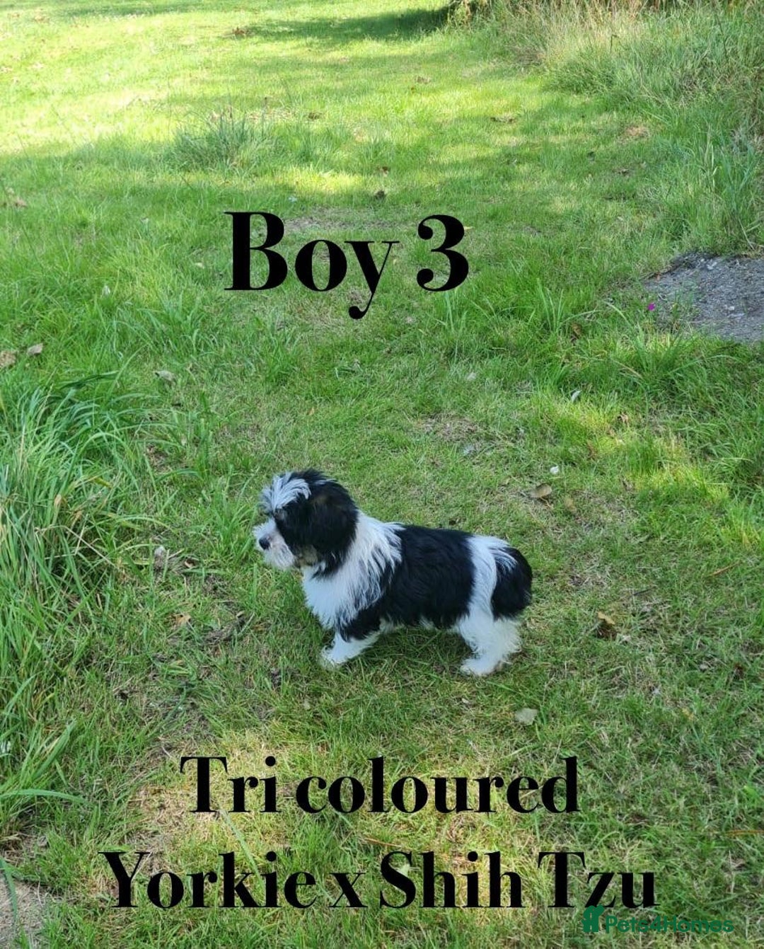 Shorkie dogs for sale: Shorkie pups ready now - Image 18
