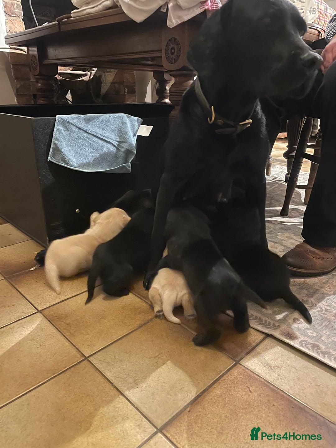 Labrador Retriever dogs for sale: Cotswold Born  Labrador Retriever Puppies. - Advert 9