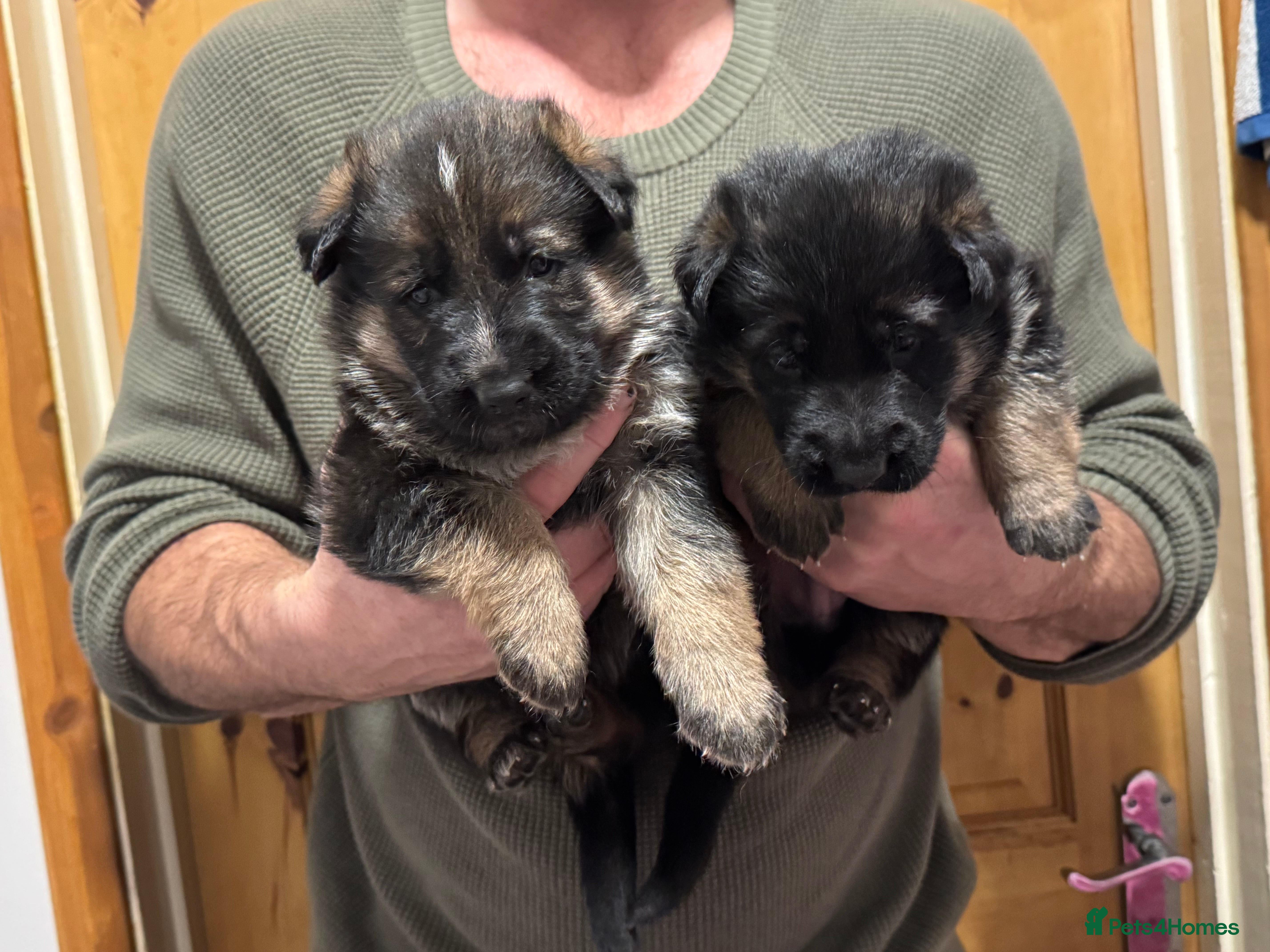 German Shepherd dogs German shepherd puppies  - Advert 1