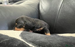 Miniature Dachshund dogs for sale: Champion line miniature Dachshunds KCREG PRACLEAR  - Image 27