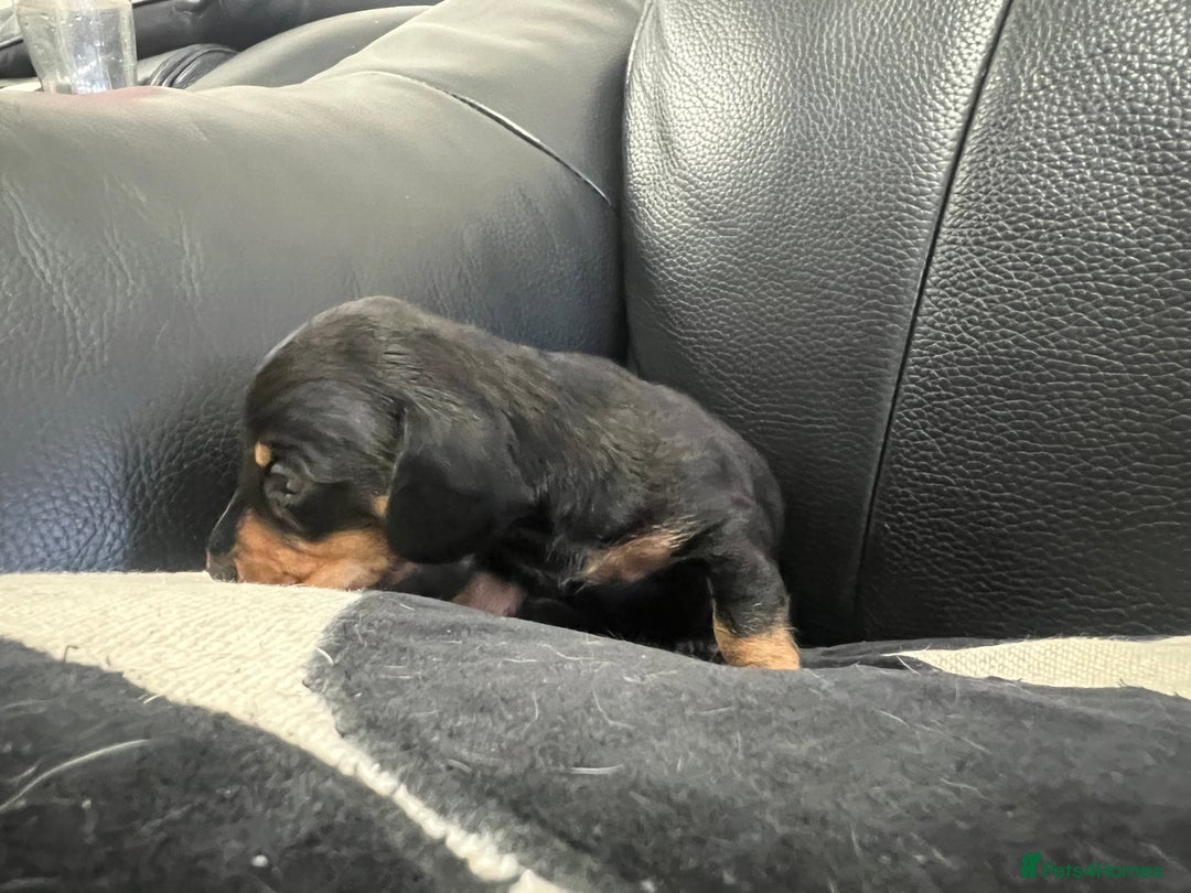 Miniature Dachshund dogs for sale: Champion line miniature Dachshunds KCREG PRACLEAR  - Image 27