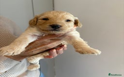 Labradoodle dogs for sale: Miniature Labradoodle Pups - Image 5
