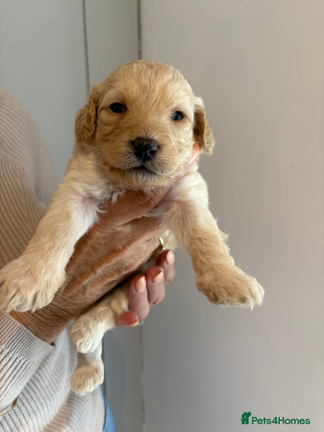Labradoodle dogs for sale: Miniature Labradoodle Pups - Image 5
