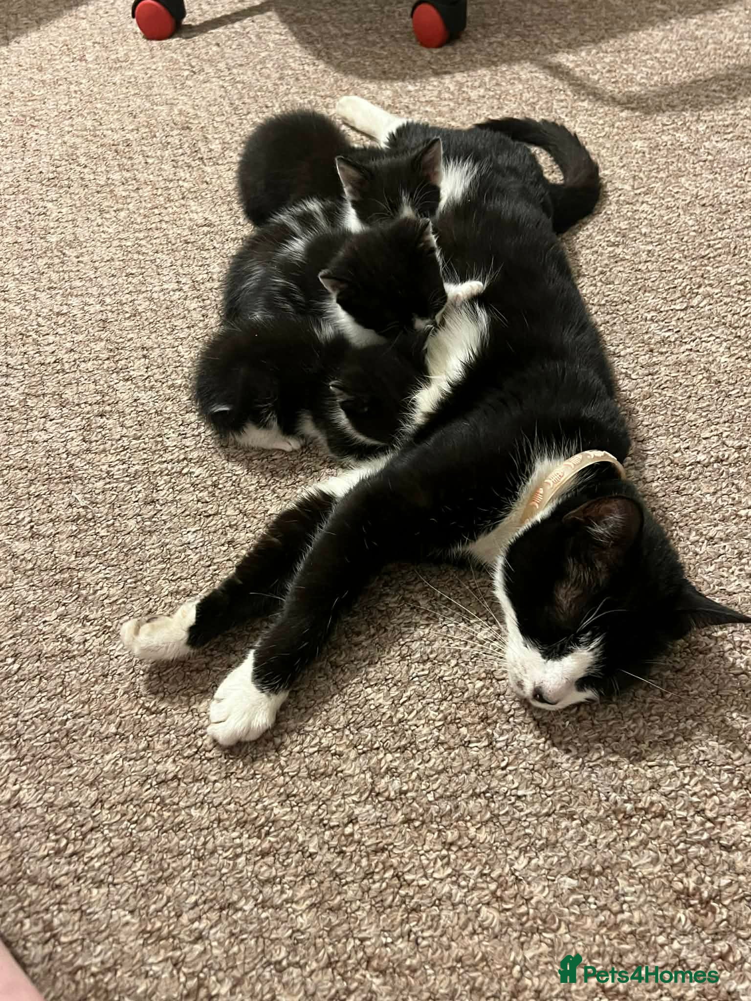 Mixed Breed cats 4 kitten ready for forever home  - Advert 3