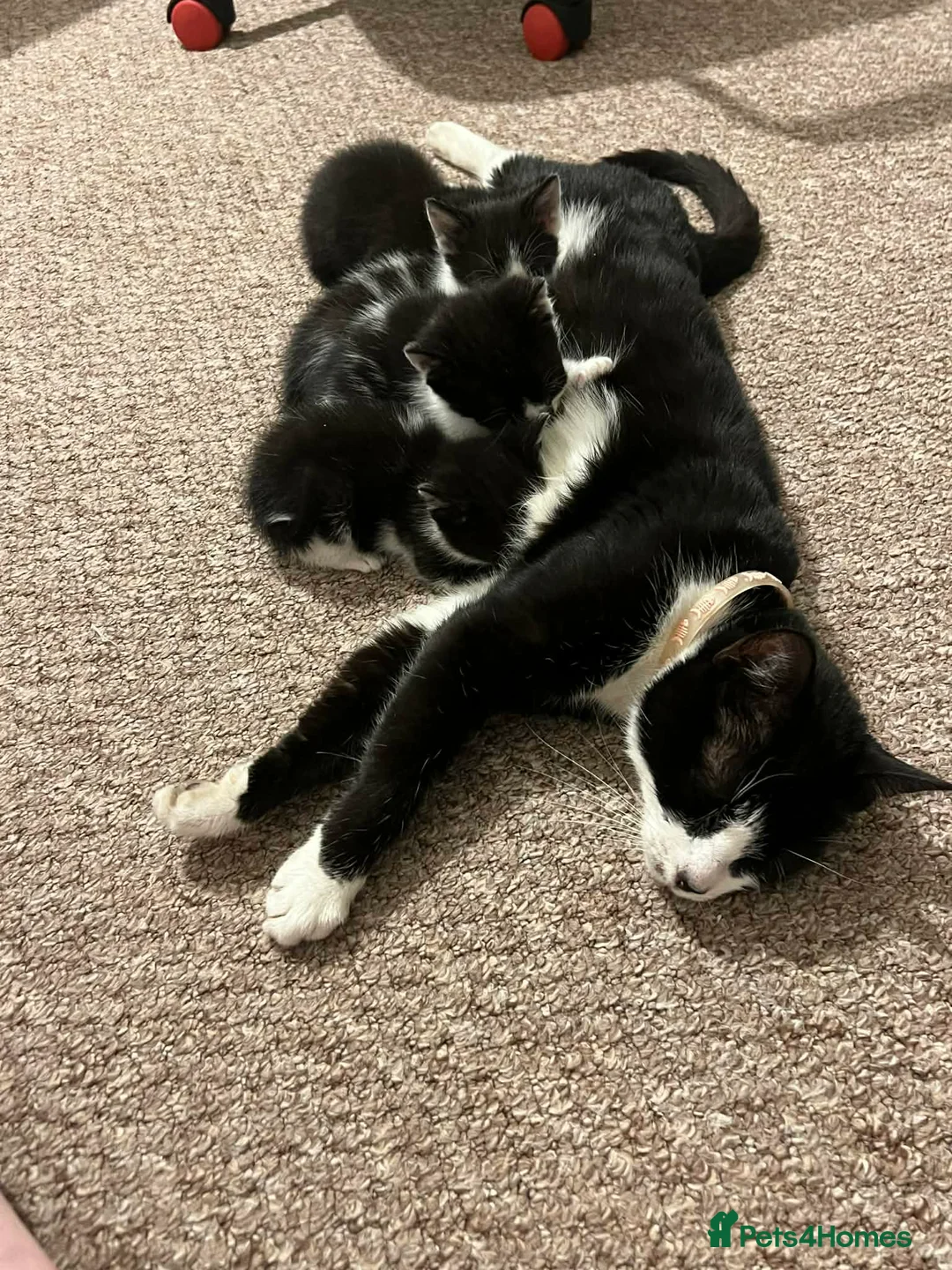 Mixed Breed cats for sale: 4 kitten ready for forever home  - Advert 1