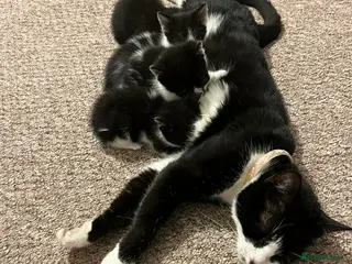 Mixed Breed cats 4 kitten ready for forever home - Advert 11