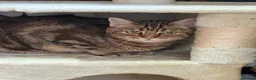 Bengal cats for sale: Looking for a new home for Ellie x in Feltham - Advert 8