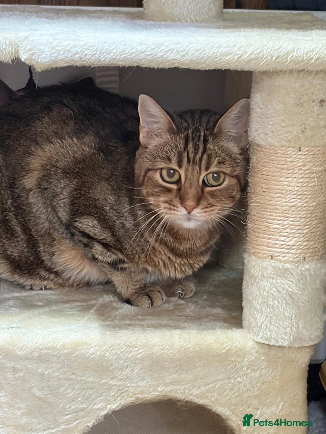 Bengal cats for sale: Looking for a new home for Ellie x in Feltham - Advert 8