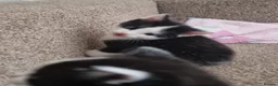 Domestic Shorthair cats for sale: Gorgeous tuxedo and mixed litter - Advert 4