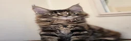 Maine Coon cats for sale: Maine coon kittens - Advert 9