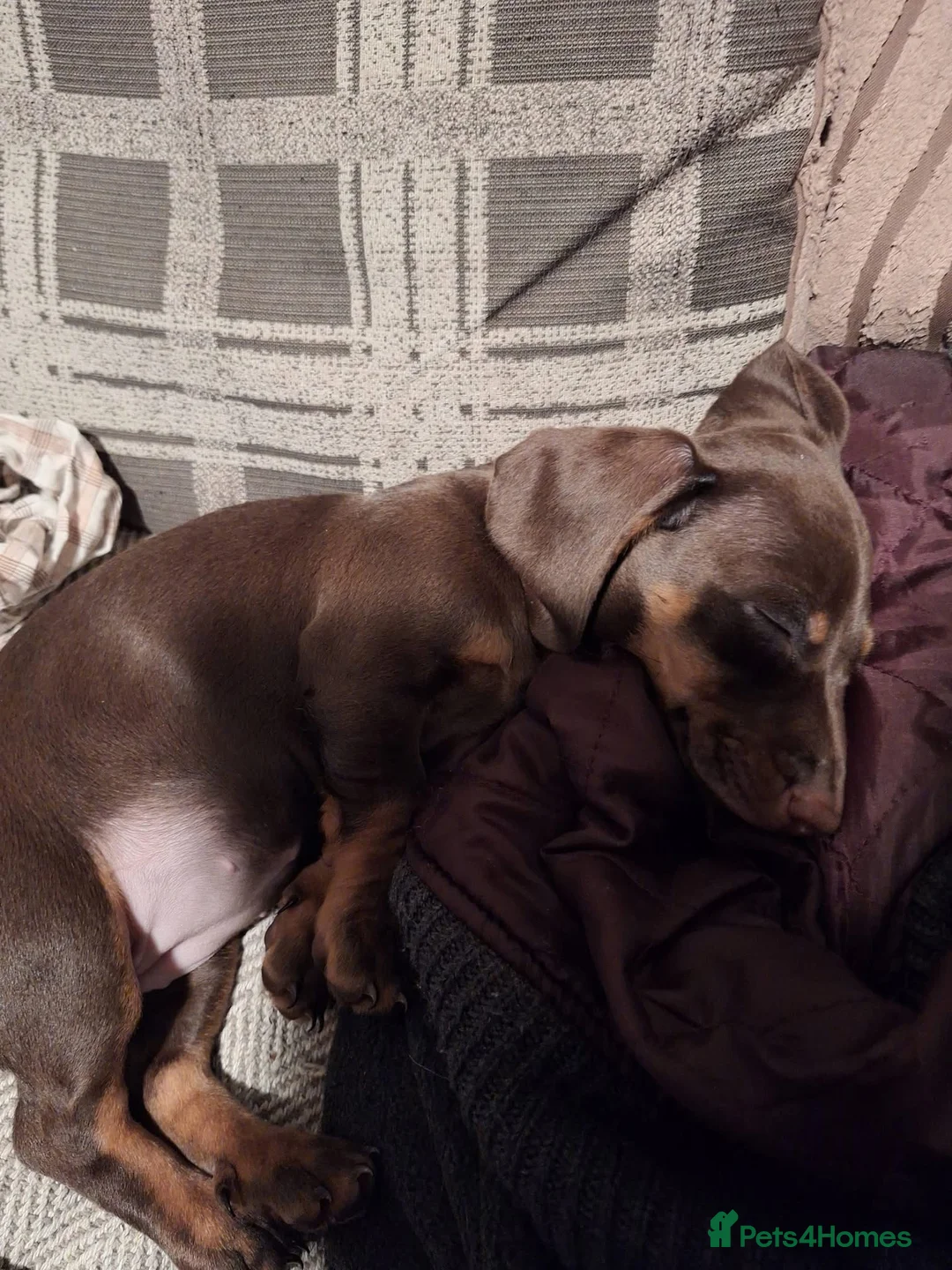 Miniature Dachshund dogs for sale: Miniature dachshund puppies for sale - Advert 2