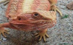 Bearded Dragon reptiles for sale: Red translucent bearded dragon for sale  - Advert 3