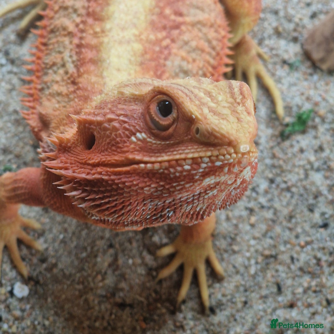 Bearded Dragon reptiles for sale: Red translucent bearded dragon for sale  - Advert 3