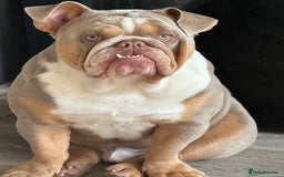English Bulldog dogs for sale: English bulldog for sale  - Image 4
