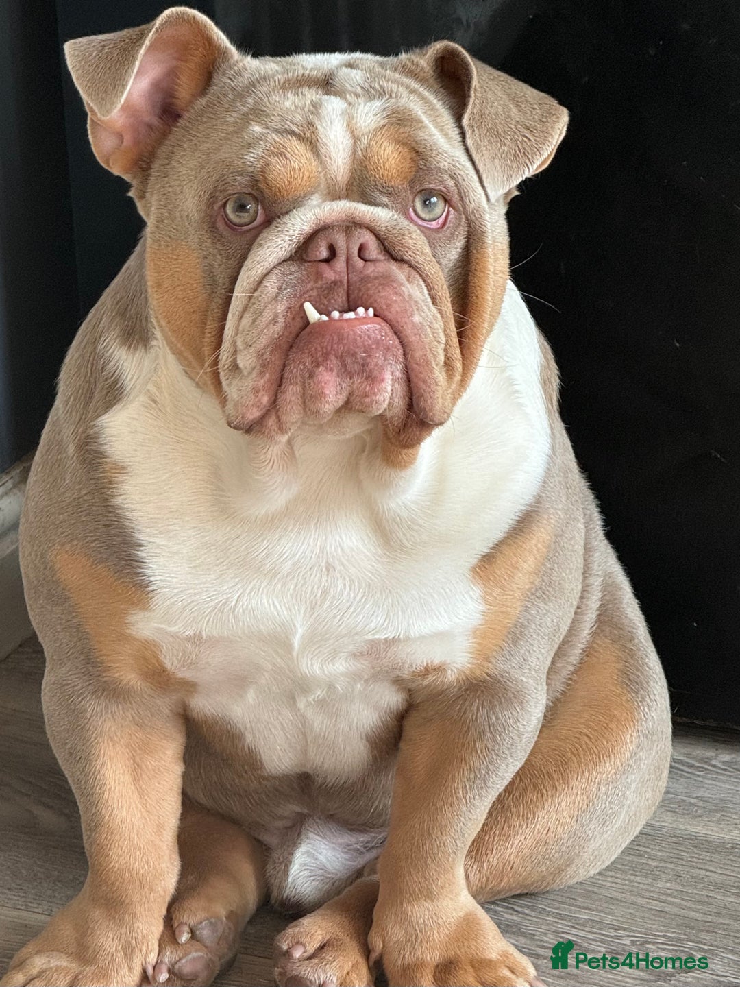 English Bulldog dogs for sale: English bulldog for sale  - Image 4