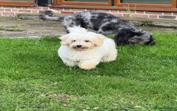 Maltipoo dogs for sale: 🌟LAST 2🌟 Black+White Boy 🐼 Biscuit+White Girl🍪 - Image 5