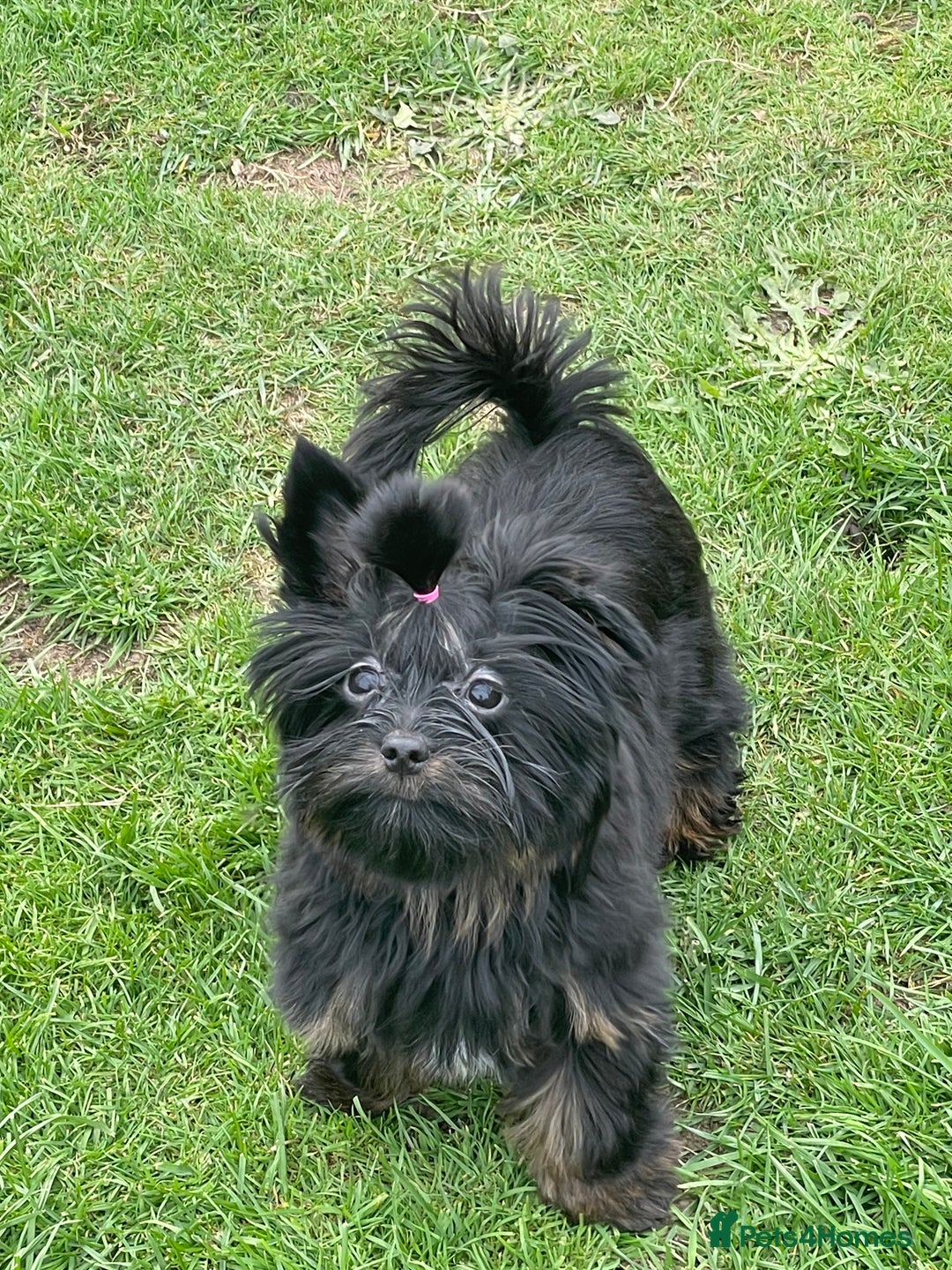 Yorkshire Terrier dogs for sale: 🥰🥰Yorkshire Terrier black tan🐶🐶 - Image 4